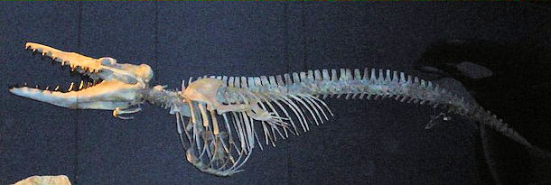 20120521-whale fossilsDorudon_atrox_3.jpg